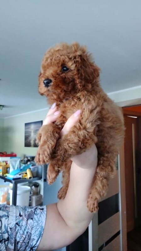 Poodle puppies for sale in Boston, Lincolnshire – 10 weeks old - Image 3 of 6