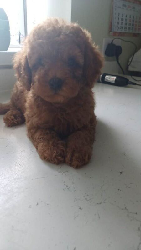 Poodle puppies for sale in Boston, Lincolnshire – 10 weeks old - Image 4 of 6