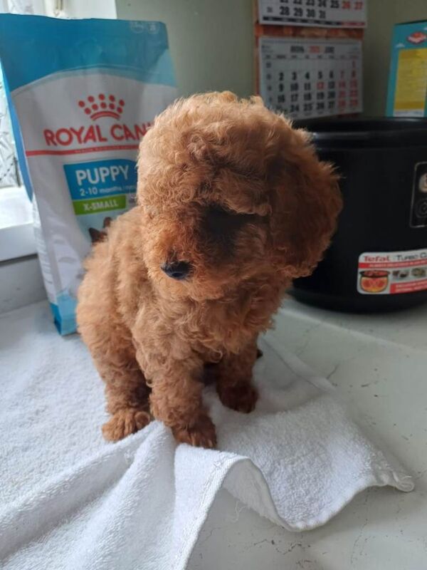 Poodle puppies for sale in Boston, Lincolnshire – 10 weeks old - Image 5 of 6