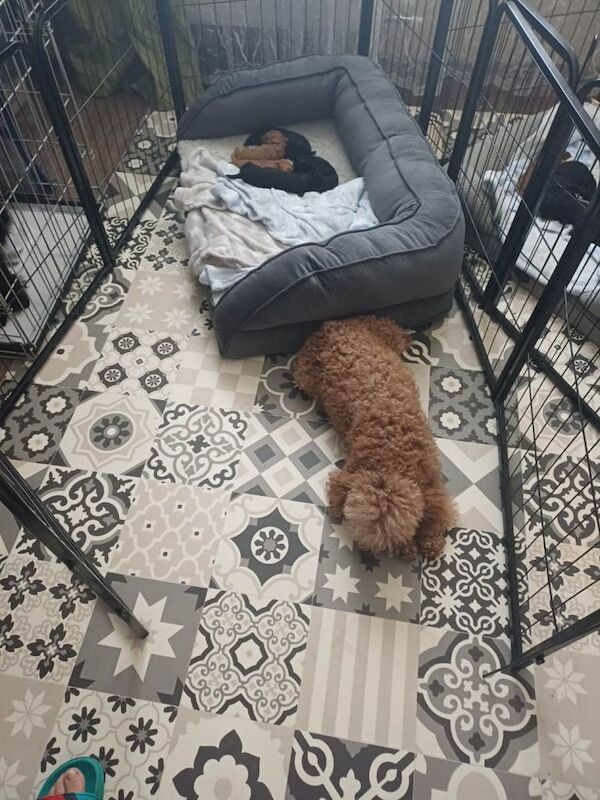 Poodle puppies for sale in Boston, Lincolnshire – 10 weeks old - Image 6 of 6