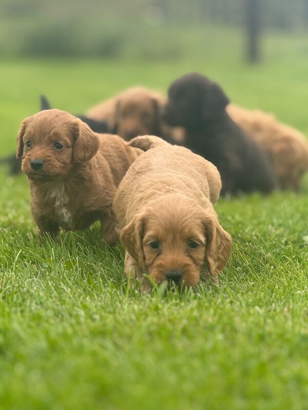 Miniature Cockapoo Puppies