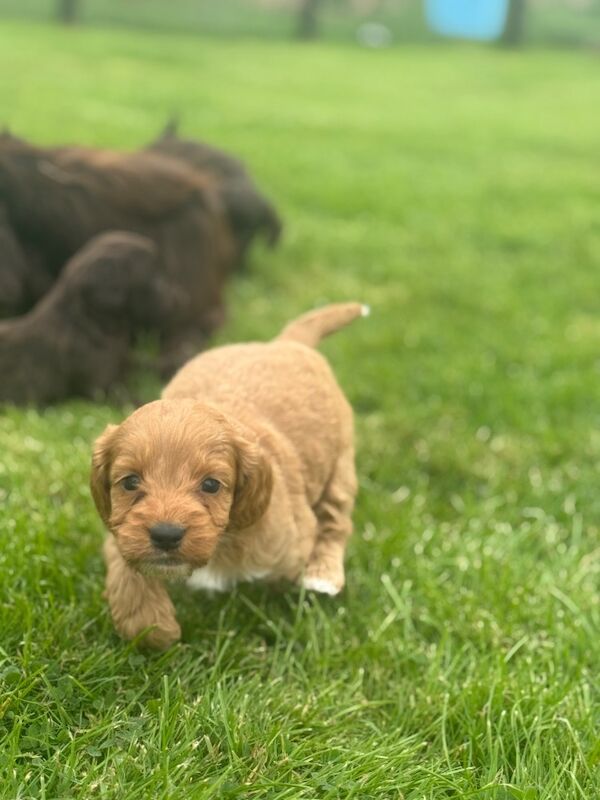 Miniature Cockapoo Puppies - Image 2 of 5