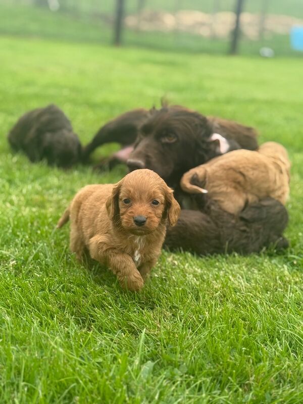 Miniature Cockapoo Puppies - Image 3 of 5