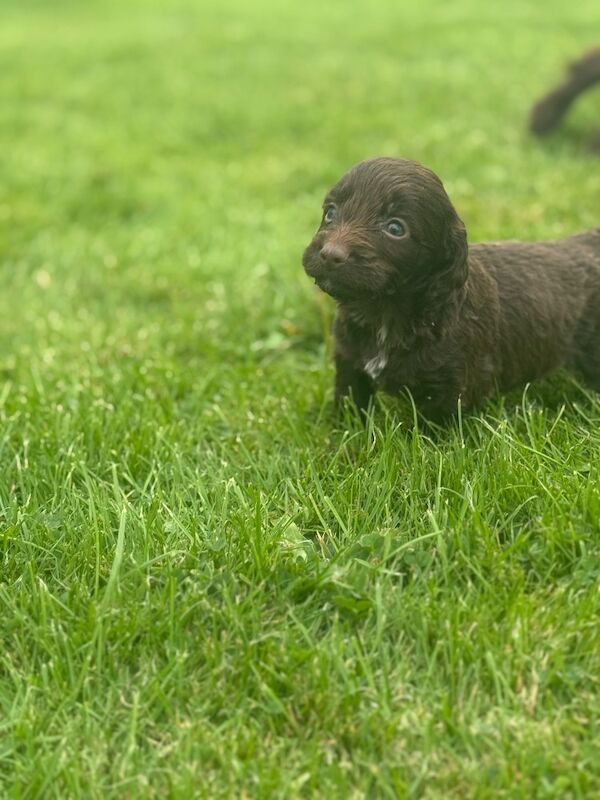 Miniature Cockapoo Puppies - Image 4 of 5