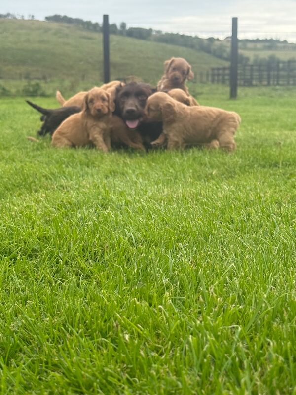 Miniature Cockapoo Puppies - Image 5 of 5