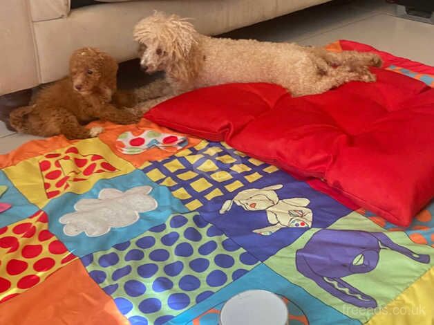 Poodle puppies for sale in Coventry, West Midlands – 1 year old - Image 2 of 5