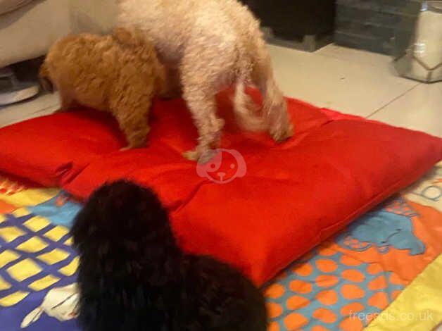 Poodle puppies for sale in Coventry, West Midlands – 1 year old - Image 3 of 5