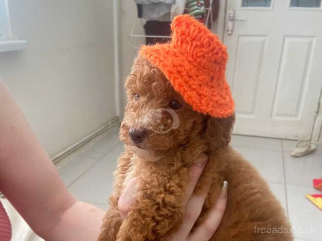 Poodle puppies for sale in Coventry, West Midlands – 1 year old - Image 4 of 5