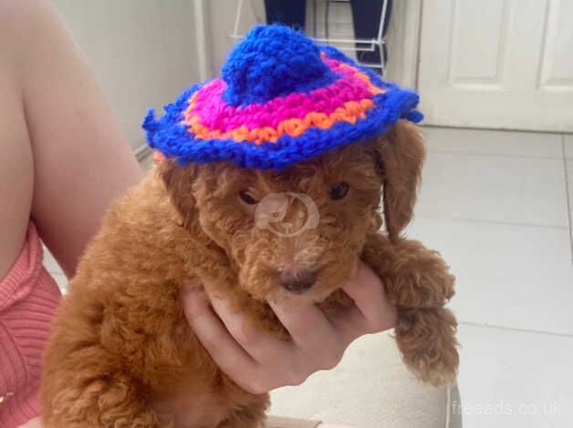 Poodle puppies for sale in Coventry, West Midlands – 1 year old - Image 5 of 5
