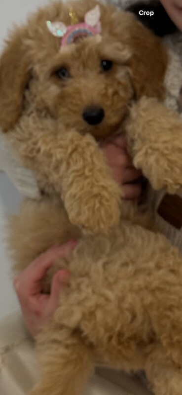 Poodle puppies for sale in Westminster, Greater London – KC registered, 10 weeks old