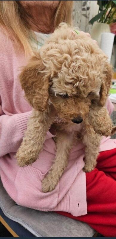 Poodle puppies for sale in Westminster, Greater London – KC registered, 10 weeks old - Image 2 of 3