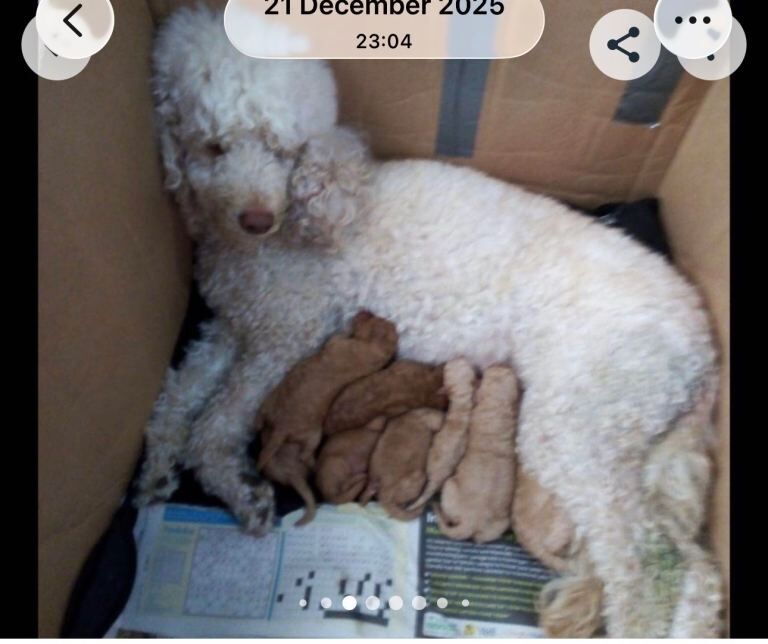 Poodle puppies for sale in Westminster, Greater London – KC registered, 10 weeks old - Image 3 of 3