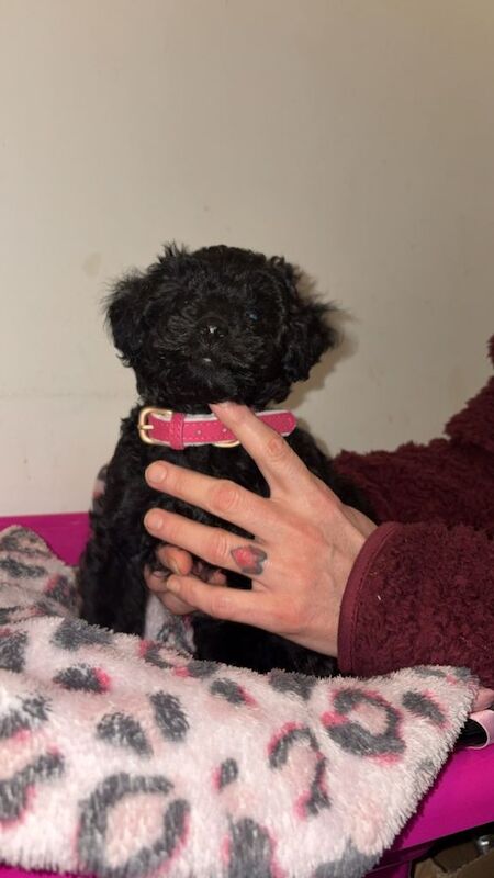 Poodle puppies for sale in Redcar, North Yorkshire – 9 weeks old