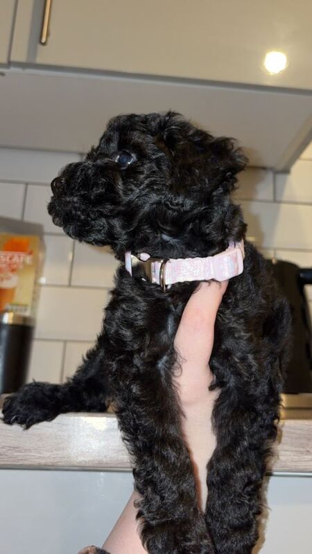 Miniature Poodle - Image 2 of 4