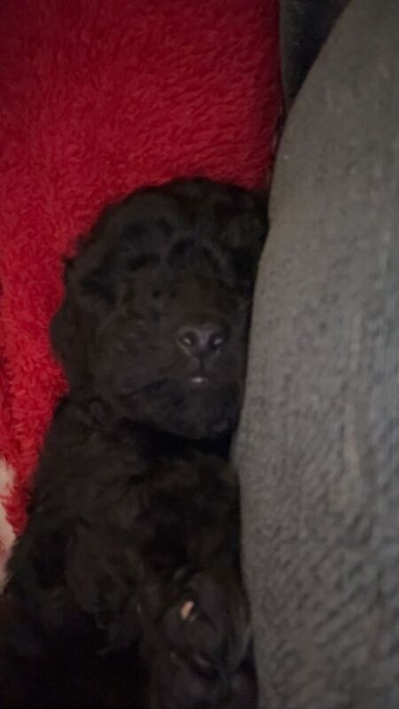 Miniature Poodle - Image 3 of 4