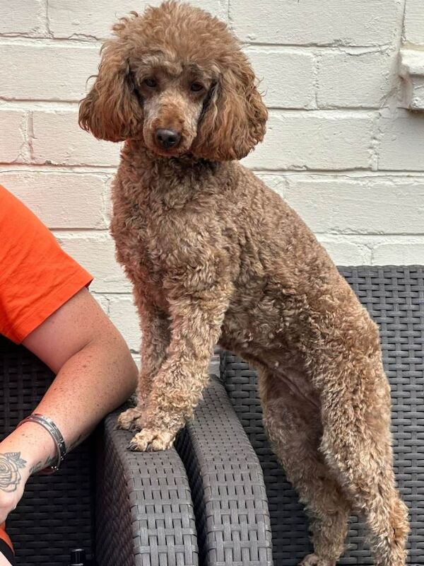 Poodle Puppies For Sale Under £1,000