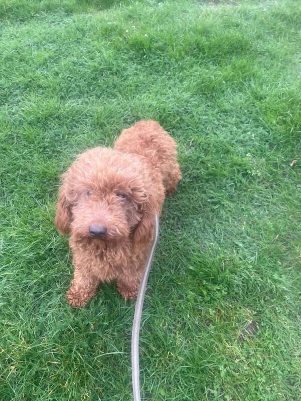 Poodle Puppies For Sale Under £1,000