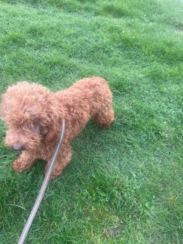 Miniature poodle - Image 2 of 3