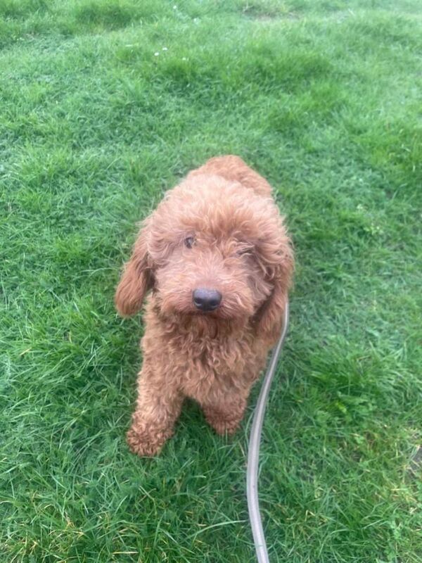 Miniature poodle - Image 3 of 3