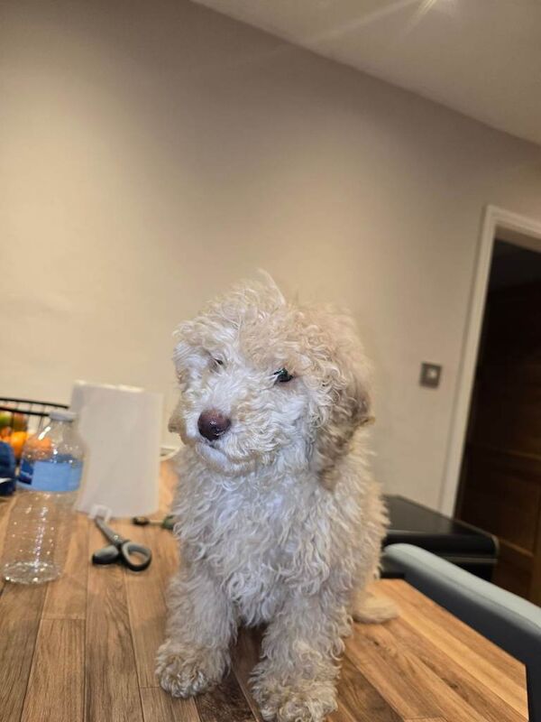 Kennel Club Registered Poodle Puppies For Sale