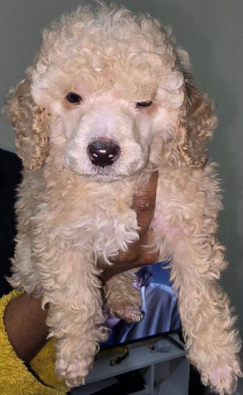 Miniature poodle - Image 2 of 3