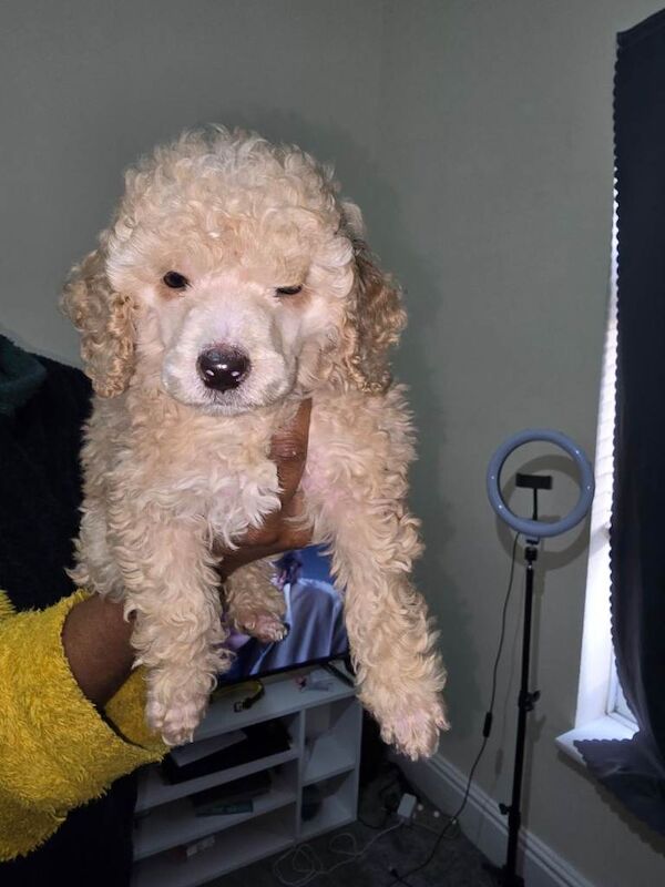 Miniature poodle - Image 3 of 3
