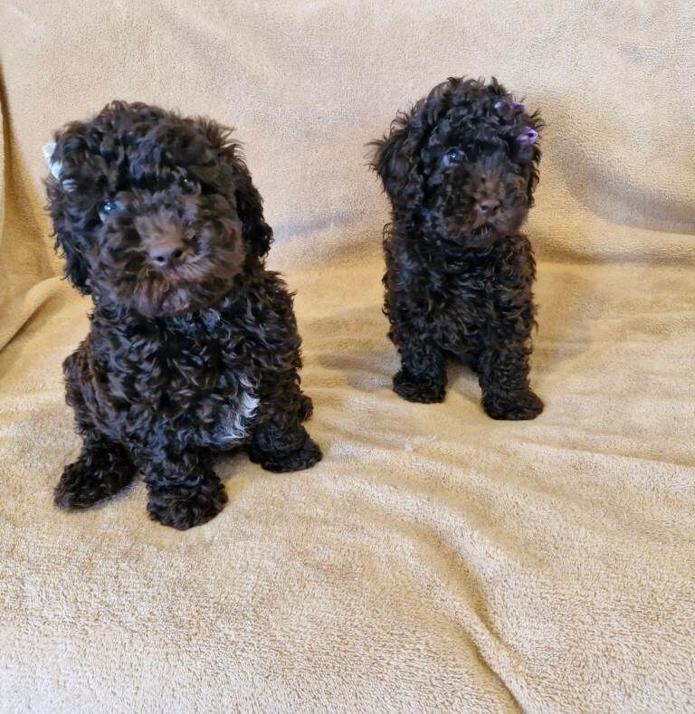 Poodle Puppies For Sale