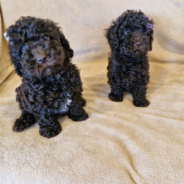 Miniature poodle - Image 2 of 4