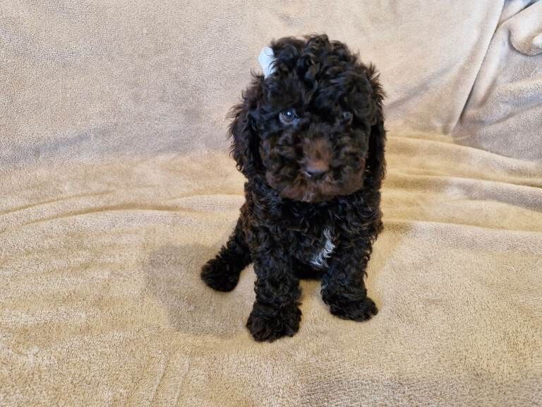 Miniature poodle - Image 3 of 4