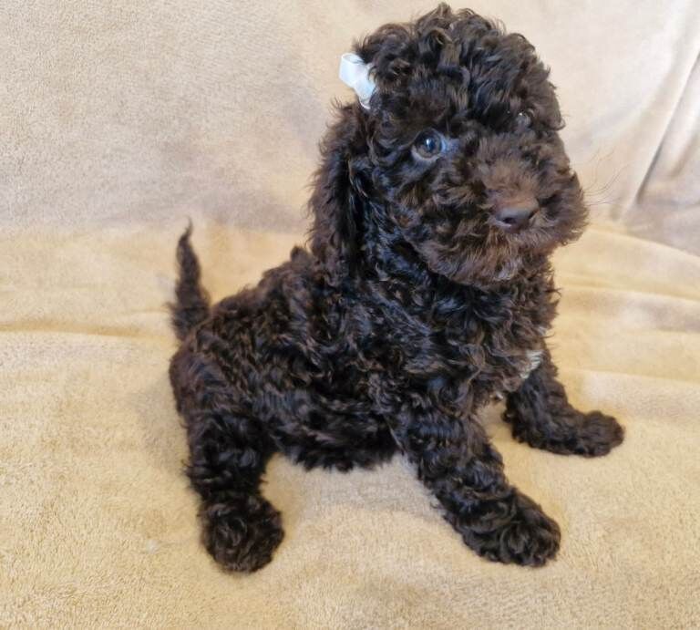 Miniature poodle - Image 4 of 4