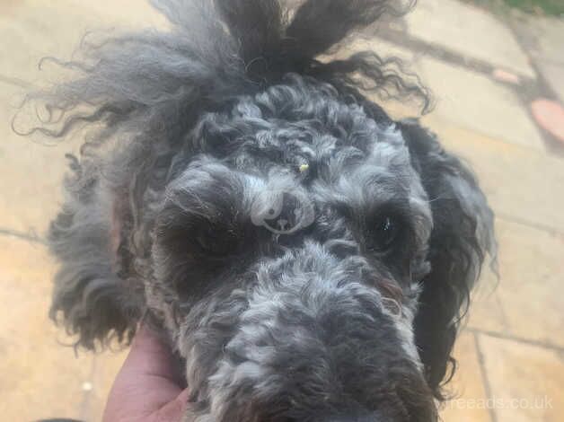 Poodle puppies for sale in Abingdon, Oxfordshire – 3 years old - Image 2 of 5