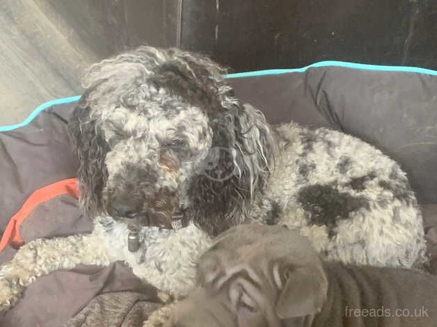 Poodle puppies for sale in Abingdon, Oxfordshire – 3 years old - Image 3 of 5