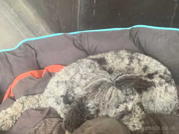 Poodle puppies for sale in Abingdon, Oxfordshire – 3 years old - Image 4 of 5