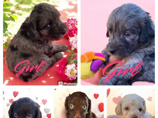 Poodle puppies for sale in Gravesend, Hertfordshire – 10 months old - Image 1 of 5