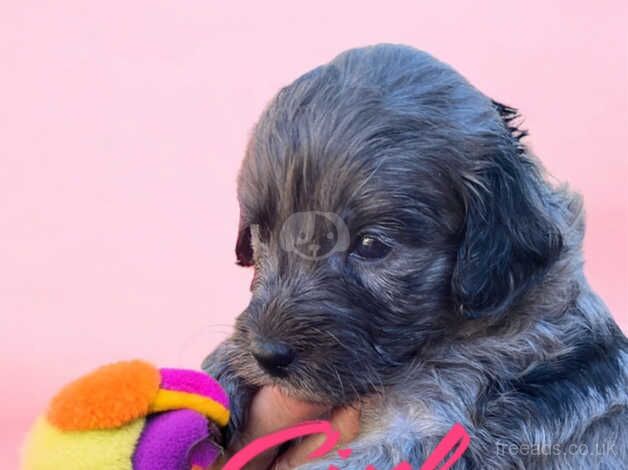 Poodle puppies for sale in Gravesend, Hertfordshire – 10 months old - Image 3 of 5