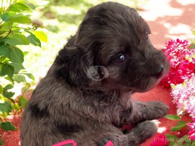 Poodle puppies for sale in Gravesend, Hertfordshire – 10 months old - Image 4 of 5