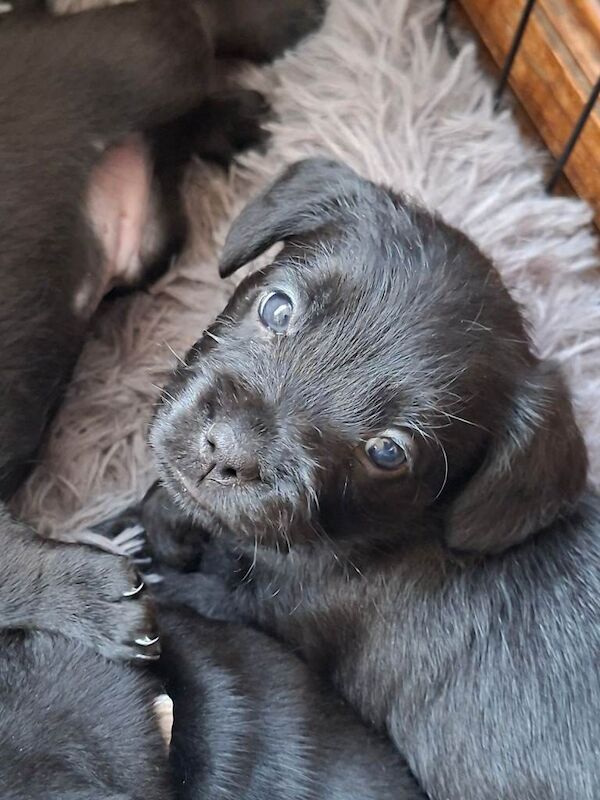 Poodle puppies for sale in Bishop's Waltham, Hampshire – KC registered, 10 weeks old