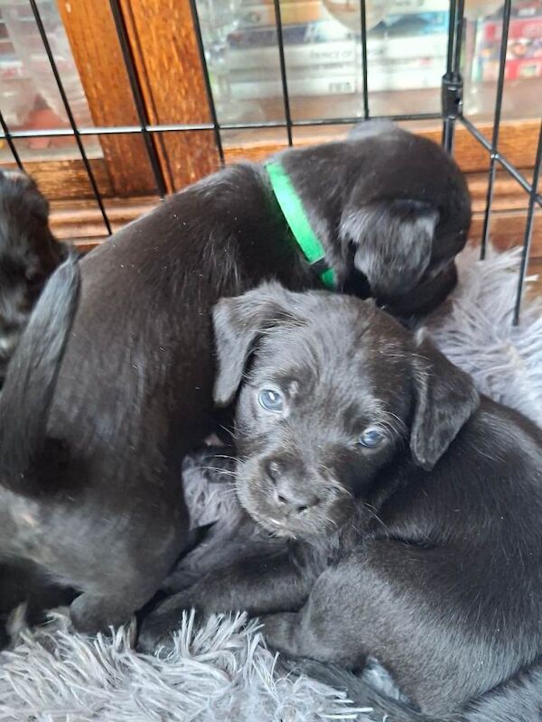 Poodle puppies for sale in Bishop's Waltham, Hampshire – KC registered, 10 weeks old - Image 2 of 4