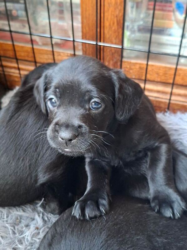Poodle puppies for sale in Bishop's Waltham, Hampshire – KC registered, 10 weeks old - Image 3 of 4