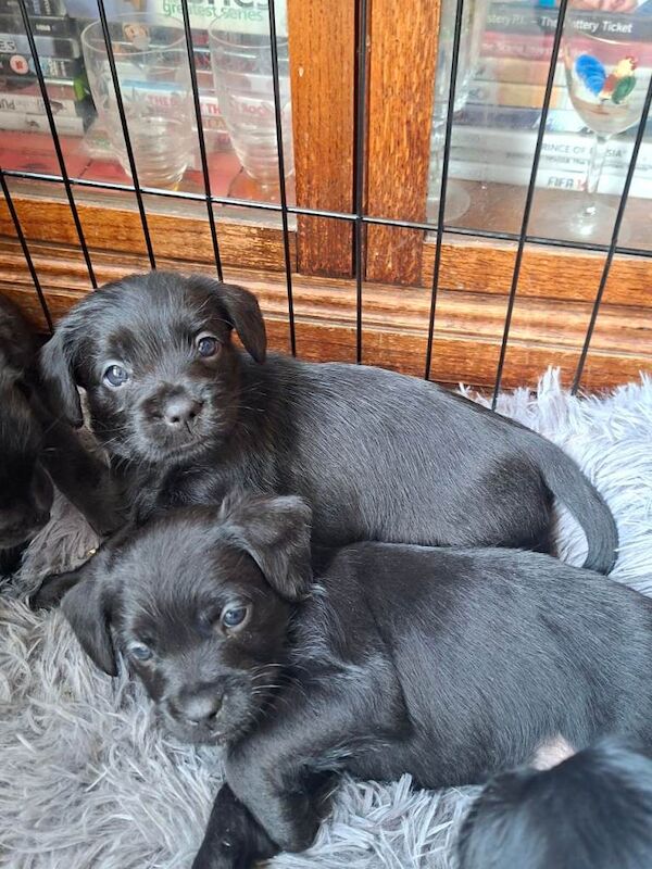 Poodle puppies for sale in Bishop's Waltham, Hampshire – KC registered, 10 weeks old - Image 4 of 4