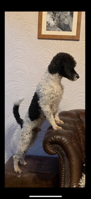 Poodle Puppies For Sale Under £1,000