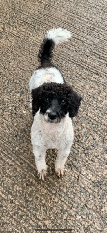 Miniature poodle dog for sale - Image 2 of 2