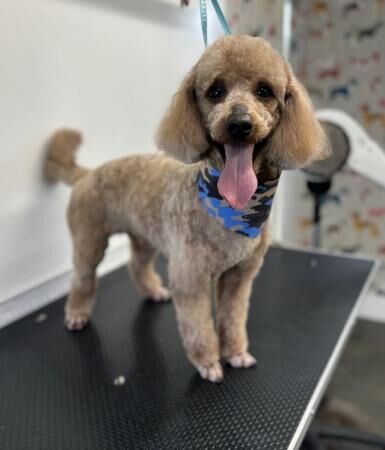 miniature poodle for sale in Newmarket, Suffolk