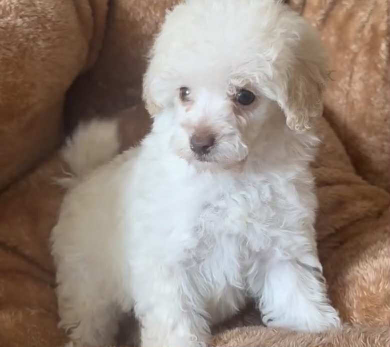 Miniature poodle girl for sale in Brampton, Cumbria