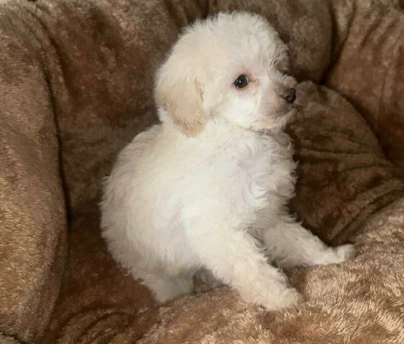 Miniature poodle girl for sale in Brampton, Cumbria | Image 2