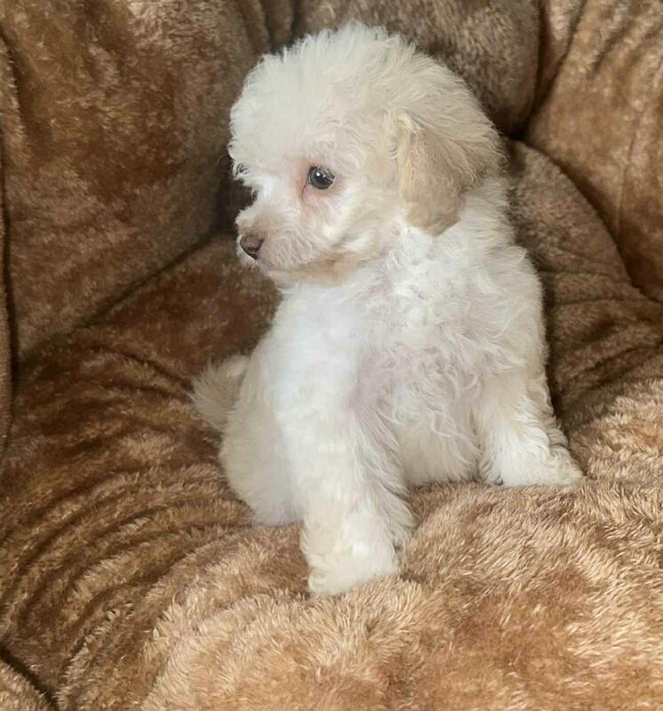 Miniature poodle girl for sale in Brampton, Cumbria | Image 3