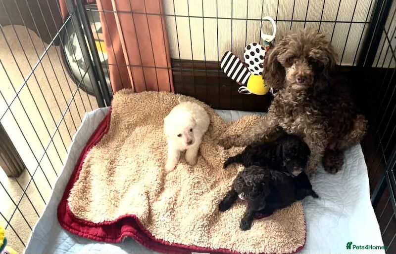 Miniature poodle girl for sale in Brampton, Cumbria | Image 4