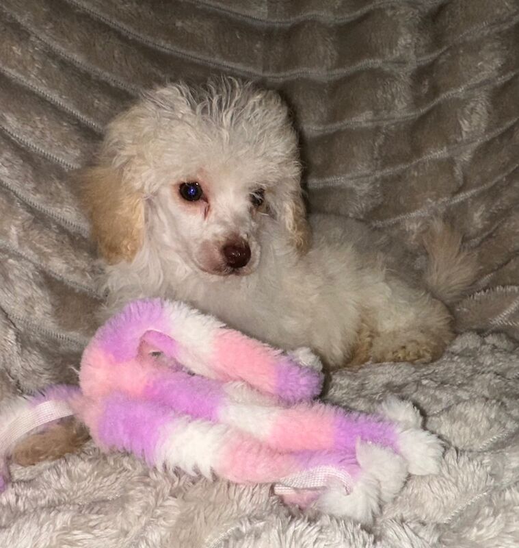 Poodle puppies for sale in Northumberland – KC registered, 10 weeks old