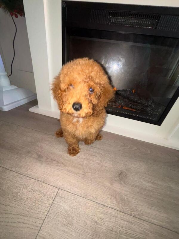 Poodle Puppies For Sale Under £1,000