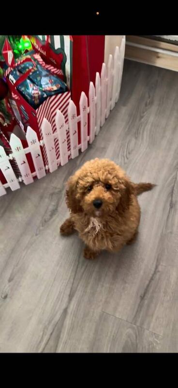 Miniature poodle girl ready to leave now - Image 2 of 3